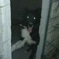 واگذاری سگ نر ۷ ماهه