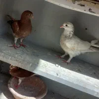 کفتر یهودی