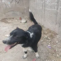 سگ پاکوتاه نر