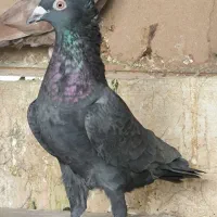 چنتا ماده جوون خوب|پرنده|شیراز, محراب|دیوار