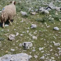 دوتا شک داشتی با بره نر و ماده