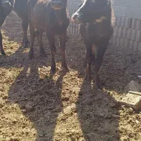 گوساله گاومیش اهوازی گاو|حیوانات مزرعه|شیراز, سعدیه جنوبی|دیوار