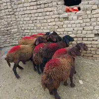 بره.