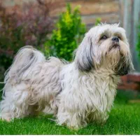 سگ پشمالو گمشده