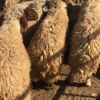 بره