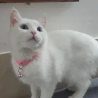 گربه سفید دورکه|گربه|مشهد, هفده شهریور|دیوار