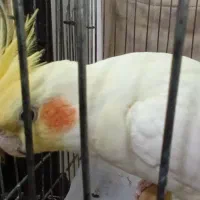 طوطی عروس سخنگو|پرنده|اردبیل, |دیوار