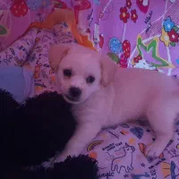 فروش|سگ|فردیس, سرحد آباد|دیوار