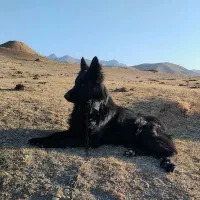 سگ ژرمن بلک