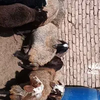 ۹میش‌۱۰بره‌فروشی‌