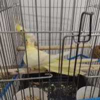 یک جفت عروس هلندی لوتینو صددرصد مولد تضمینی 4 تخم