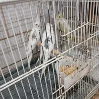 جفت آلبینو دوکت مولد خوشگل و سرحال بدون پر خراب