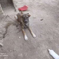 توله سگ سرابی