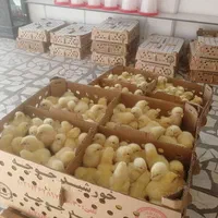 عرضه مستقیم جوجه ی روزه گوشتی نژاد راس