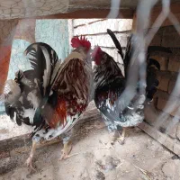 خروس گلین|حیوانات مزرعه|مشهد, فرودگاه|دیوار