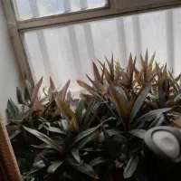 ۱۰ عددگل وگلدان به اضافه استند چوبی