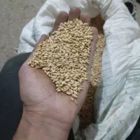 گندم کوهدشت