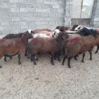 ۱۲ گوسفند|حیوانات مزرعه|چگنی, |دیوار