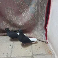 پرنده جفت اشعل|پرنده|اهواز, کیان اباد|دیوار