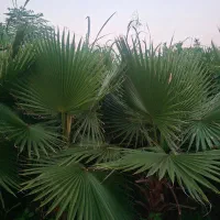 پالم سه ساله