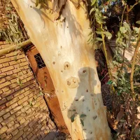 خرید درخت|خدمات باغبانی و درختکاری|خرمشهر, |دیوار