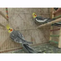 فوری فوری دوتا نر سخنگو