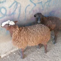 بره نر