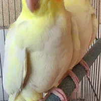 عروس هلندی دستی، مرغ عشق مولد با جوجه و نر تک، قفس