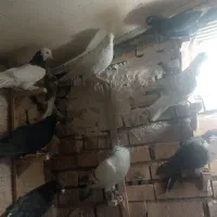 تعدادی کفتر نر|پرنده|رفسنجان, |دیوار