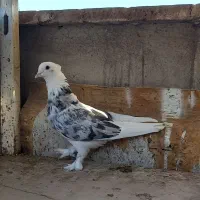 کفتر ۳تا شازده هما سرور
