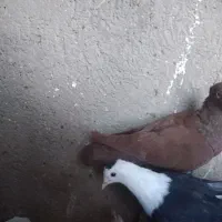 کبوتر|پرنده|فیروزه, |دیوار