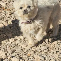 فروش|سگ|بروجن, |دیوار