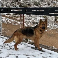 ژرمن شپرد ماده ۴ ساله در شیراز شهرک صدرا گمشده