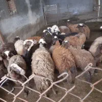 میش بره درجه یک