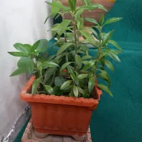 گل طبیعی طبیعی