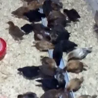 جوجه ۳۳ روزه