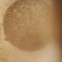 خوراک دام همراه مکمل