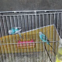 مرغ عشق جفت|پرنده|یاسوج, |دیوار