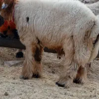 ی عدد کوه قوچ روزگاری میش رون|حیوانات مزرعه|ایذه, |دیوار