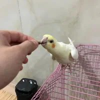 عروس هلندی ۲ماه ۱۵روزه|پرنده|مهران (ایلام), |دیوار