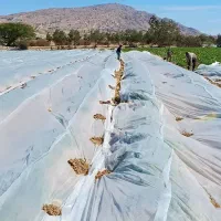 فوم - کاورضدسرمازدگگی|گل و گیاه طبیعی|جیرفت, |دیوار