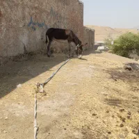 فروش الاغ|حیوانات مزرعه|دهدشت, |دیوار