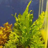 بار جدید گیاه گلدانی آکواریوم رسید|ماهی|زاهدان, |دیوار