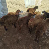 8عددبره نر هترو همه گله کرد|حیوانات مزرعه|بجنورد, |دیوار