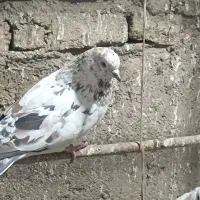 کبوتر کهنه آس و جوجه|پرنده|ورامین, شهرک مدرس|دیوار