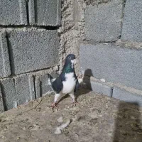 شهری سیاه ماده