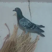 کفتر .سبز. سار هفترنگ ‌.سار سرخ|پرنده|کاشمر, |دیوار