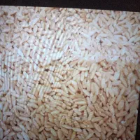 فروش گندم وکاه گندم عدس ونخود