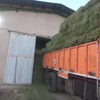 یونجه|عمده‌فروشی|تهران, سعیدآباد|دیوار
