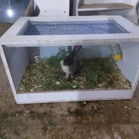 خرگوش